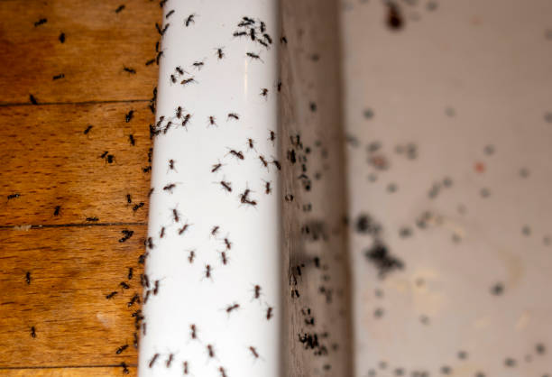 Best Best Pest Control Companies  in Brockway, PA